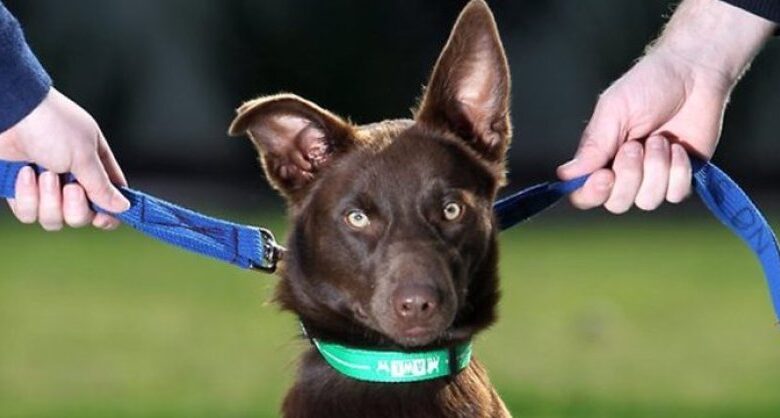 Ex-cônjuge não é obrigado a dividir gastos de cachorro com o qual não convive, decide TJDFT.
